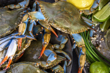 봉골레 파스타 최대 위협으로 지목된 ‘푸른 꽃게’