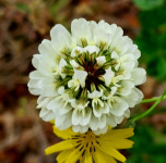 나폴레옹 살린 ‘네잎클로버’…‘꽃반지’ 생각나는 토끼풀 꽃[정충신의 꽃·나무 카페]