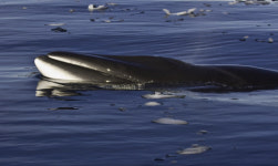 작살로 밍크고래 6마리 잡은 선장·선원 징역형