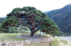 구불구불 ‘느림보 국도’의 끝에서 깊은 계곡 ‘오지의 여유’를 만나다[박경일기자의 여행]