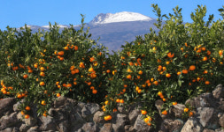 감귤 먹기도 만만찮다… 겨울철 과일값 대부분 비싸졌다