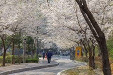 방화근린공원 ‘벚꽃터널’서 인생사진 건져볼까