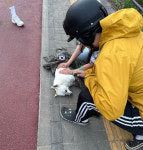 차에 치인 강아지 무지개다리 건너는 길 지켜준 군인