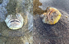 물고기 맞아? 남해에도 산다는 이놈의 정체