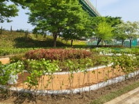 금천구, 안양천 꽃내음 가득한 황톳길 조성