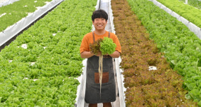 채소 연중생산 新농법·곤충사육 도전… FTA 안 두려운 ‘농업의 미래’[FTA 경쟁력, 농업 고도화의 힘]