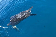 이탈리아 바다서 밧줄에 감긴 2ｍ 장수거북 사체 발견