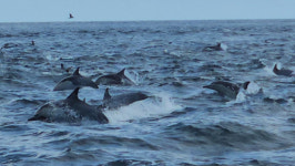 ‘고래도 보고, 수국도 보고’…장생포, 3년연속 관광객 100만명 돌파