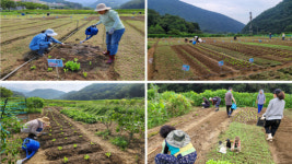 서울시, 24일 ‘동행서울 친환경 농장’ 개장… “유기농 김장 채소 심어보세요”
