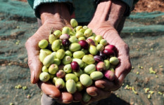 가뭄으로 올리브유 가격 오르자…올리브 도둑 기승