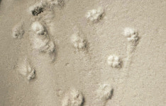 눈밭에 점점이… 바둑이가 밟고 간 ‘봄 발자국’[포토 에세이]