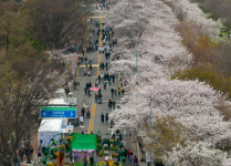 미국산 돼지 넣은 김치찌개에 “한돈만 사용”…봄꽃축제장 주변 식당 12곳 적발
