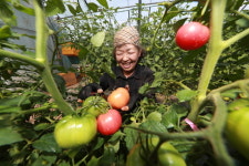 소비자 입맛 사로잡는다…예천 ‘감천 돌토마토’ 본격 출하