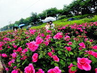 봄비 머금은 장미