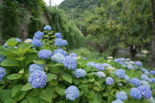 진주 월아산 수국정원 축제 오늘 개막