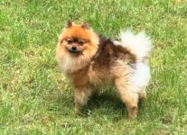 하룻강아지 곰 무서운 줄 모른다?? 집에 침입한 흑곰 쫓아낸 포메라니안 (영상)