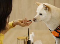 반려견도 힐링이 필요해! 분당 슬로하 요가원의 아로마 클래스