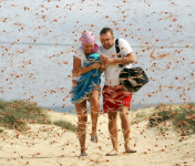 메뚜기떼 카나리아제도 공습