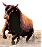 [소들의 맞짱]소싸움의 본고장 경북 청도를 가다