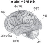 [과학]사랑 믿음…머리에서 느낀다?