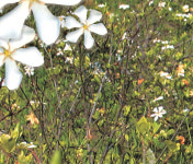 [조용호의 꽃에게 길을 묻다]경남 남해도 치자꽃