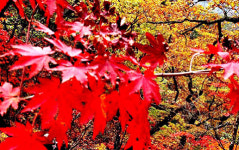 색동 단풍길 달려보세요