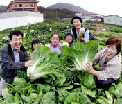직접 키운 배추가 최고
