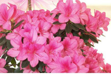 직거래 철쭉으로 봄단장 어때요”