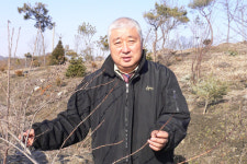 [내고장 통신]봄의 전령 미선나무를 아시나요