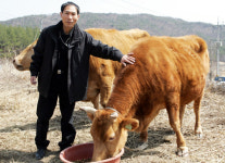 쌍둥이 소 생산기술 묻힐 위기