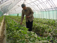 저공해 딸기로 연 11역 매출 거뜬