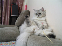 [펫 포토]밉지 않은 우리집 뭉치