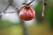 감나무 아래서 익어가는 황토의 꿈
