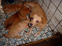 부산 개똥남, 마침내 개 30여마리 넘기다