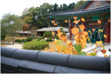 [임동헌의 우리땅 우리숨결]소설 속 봄봄마을에 밥짓는 연기 폴폴