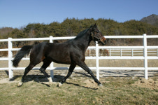 경주마 훈련·우량종 생산¨장수 육성목장 문 열었다