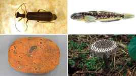 신종추정 생물 102종 국내서 발굴