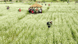 [동영상] 봉평 메밀꽃축제 성황