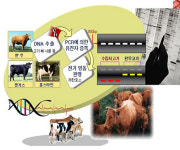 한우 둔갑 수입소고기, 꼼짝마