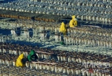 울릉도는 역시 오징어가 효자