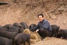 [내공장 통신]색다른 친환경 돼지사육
