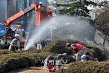 겨울 털어내는 조경수