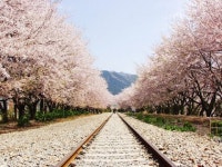 전국, 벚꽃의 화려한 향연에 빠지다