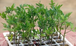 상추야, 셀러리야 쑥쑥 자라거라