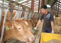 시름 잠긴 횡성…“한우농 어찌 살라는 거냐”