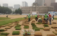 서울광장 잔디교체