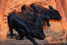 강원 홍천 산우리조합… 명품 흑돼지로 농가 불황 뚫는다