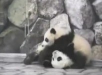 [오늘의 이슈]판다곰 맞짱 외