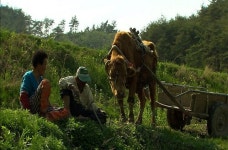 신화를 만든 ‘워낭소리’… 수익금 배분 논란 씁쓸