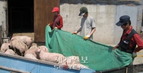 돼지 열병 엎친데 또 덮칠라 깊은 한숨